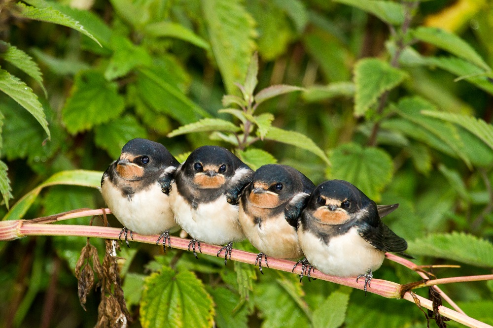 Kamperen_Velwue_Ravenest_camperplaats_Putten